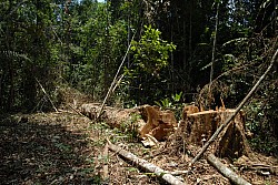 070926_246amazonia.JPG