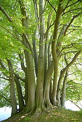 080515_052SILVA08.JPG