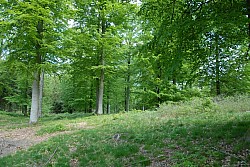 080516_101SILVA08.JPG