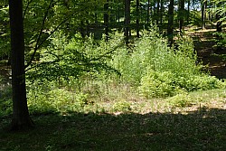 080516_140SILVA08.JPG