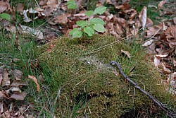 080516_147SILVA08.JPG