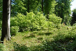 080516_150SILVA08.JPG