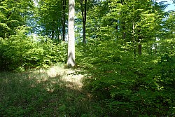 080516_151SILVA08.JPG