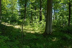 080516_152SILVA08.JPG