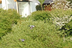 080516_238SILVA08.JPG