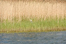080516_255SILVA08.JPG
