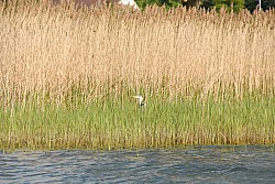 080516_256SILVA08.JPG