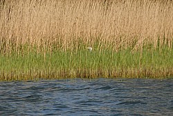 080516_257SILVA08.JPG