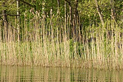 080516_270SILVA08.JPG