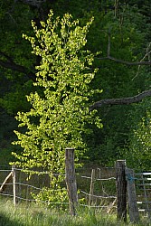 080516_297SILVA08.JPG