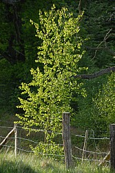 080516_298SILVA08.JPG