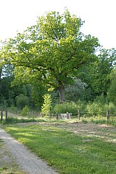 080516_300SILVA08.JPG