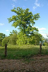 080516_303SILVA08.JPG