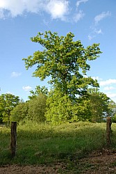080516_304SILVA08.JPG