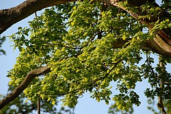 080516_305SILVA08.JPG