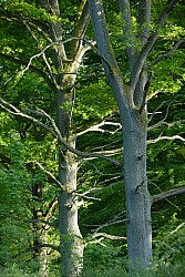 080516_309SILVA08.JPG