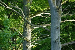 080516_311SILVA08.JPG