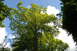 080516_313SILVA08.JPG