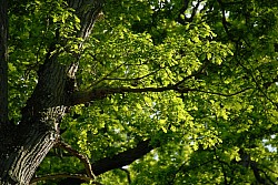 080516_317SILVA08.JPG