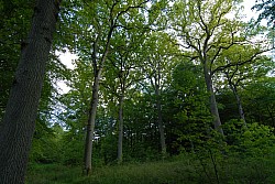 080516_318SILVA08.JPG