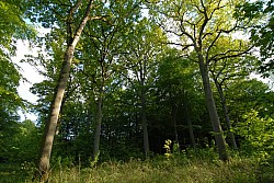 080516_319SILVA08.JPG