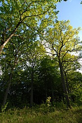 080516_320SILVA08.JPG