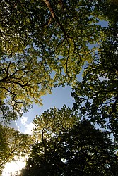 080516_321SILVA08.JPG