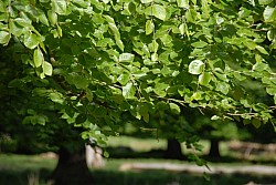 080517_020.JPG