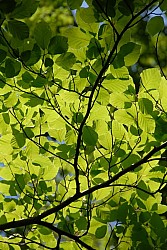080517_041.JPG