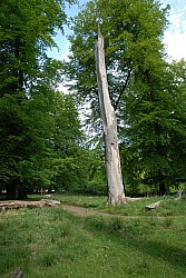 080517_052.JPG