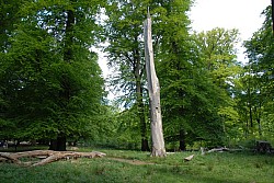 080517_053.JPG