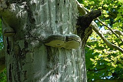 080517_058.JPG