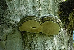 080517_060.JPG