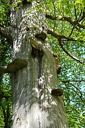 080517_061.JPG