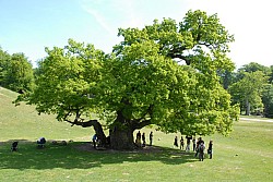 080517_118.JPG