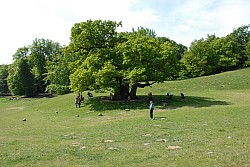 080517_126.JPG