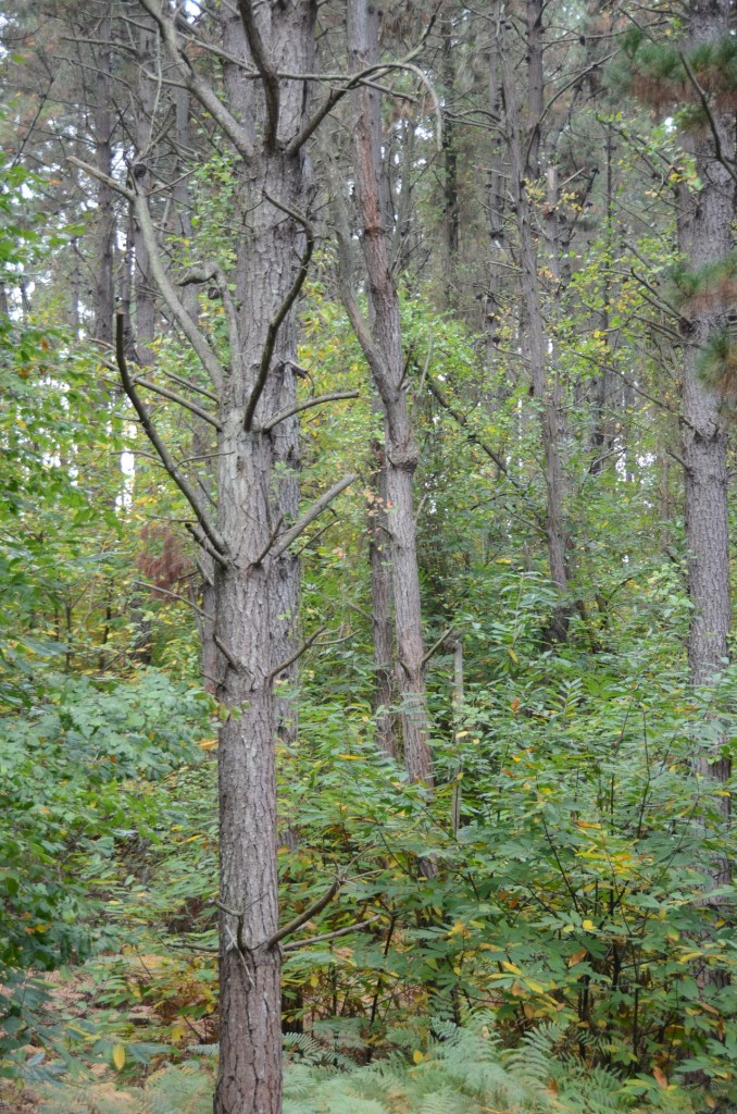 DSC_2420.jpg